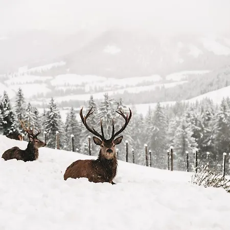 Jufenalm Boho & Wellnesshotel 4* מריה אלם אם שטיינרנן מיר